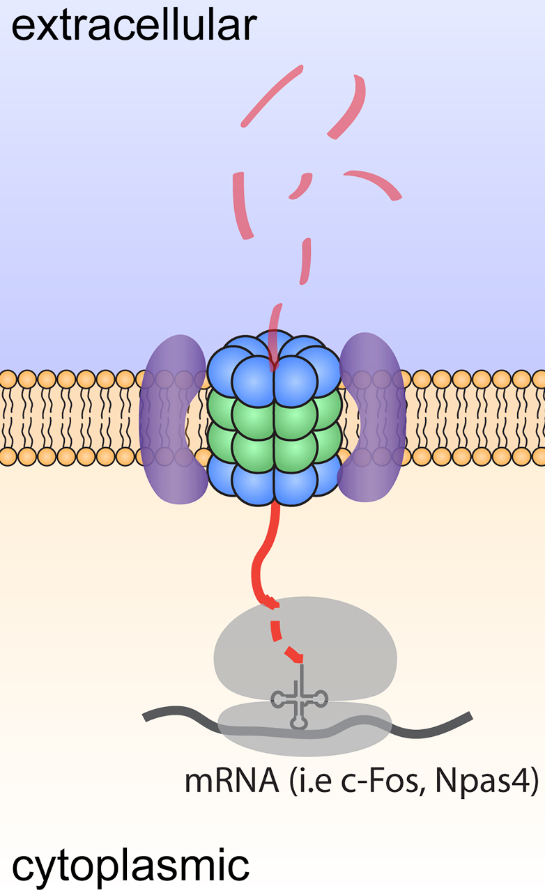 Model depicting degradation and signaling by neuroproteasomes